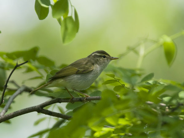 Amurinuunilintu, Eastern Crowned Warbler, Phylloscopus coronatus