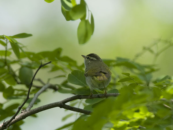 Amurinuunilintu, Eastern Crowned Warbler, Phylloscopus coronatus