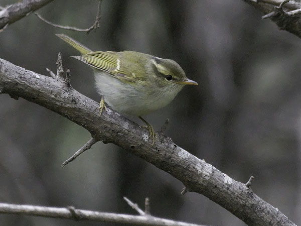 Amurinuunilintu, Eastern Crowned Warbler, Phylloscopus coronatus