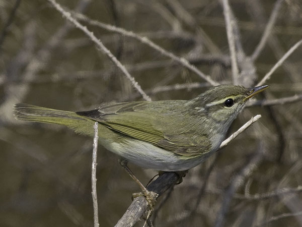 Amurinuunilintu, Eastern Crowned Warbler, Phylloscopus coronatus