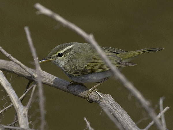 Amurinuunilintu, Eastern Crowned Warbler, Phylloscopus coronatus