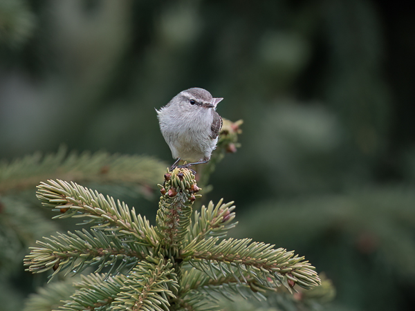 Idänuunilintu, Greenish Warbler, Phylloscopus trochiloides