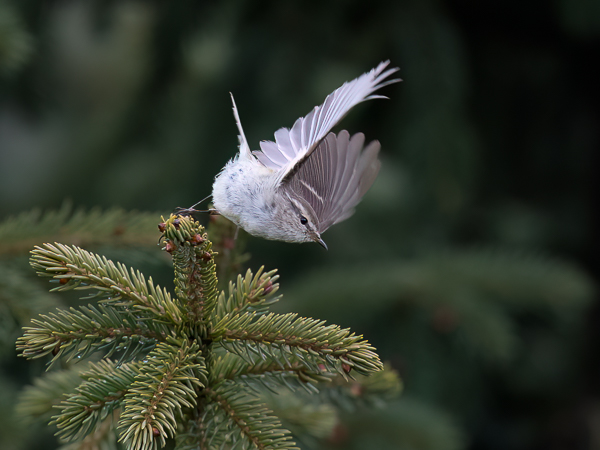 Idänuunilintu, Greenish Warbler, Phylloscopus trochiloides