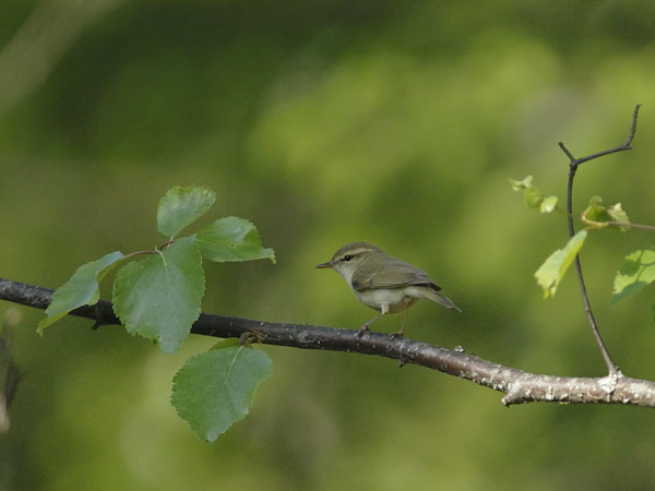 Idänuunilintu, Greenish Warbler, Phylloscopus trochiloides