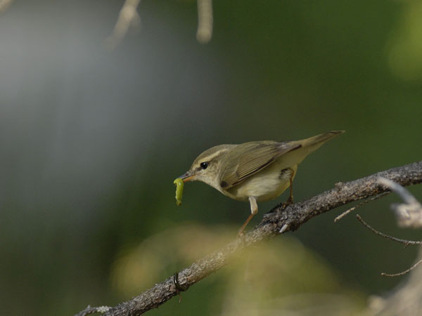 Idänuunilintu, Greenish Warbler, Phylloscopus trochiloides