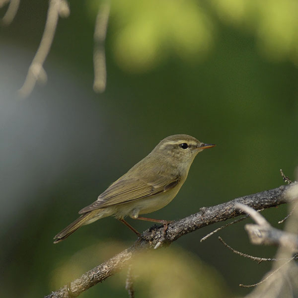 Idänuunilintu, Greenish Warbler, Phylloscopus trochiloides
