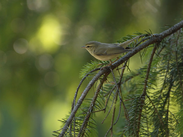 Idänuunilintu, Greenish Warbler, Phylloscopus trochiloides