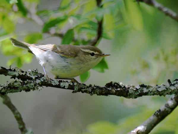 Idänuunilintu, Greenish Warbler, Phylloscopus trochiloides