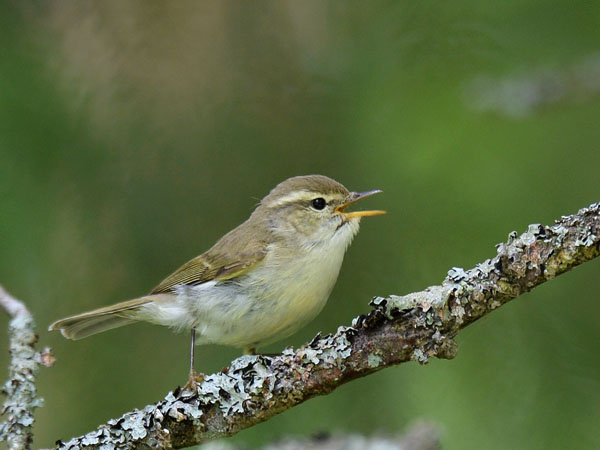 Idänuunilintu, Greenish Warbler, Phylloscopus trochiloides