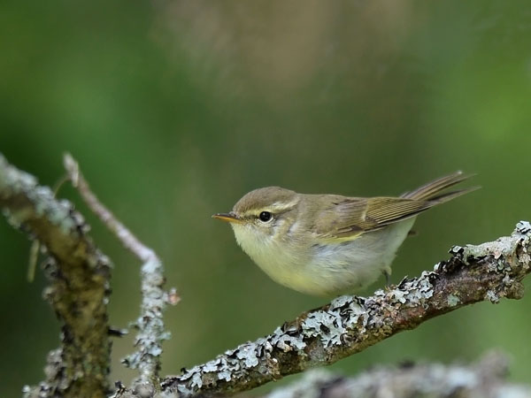 Idänuunilintu, Greenish Warbler, Phylloscopus trochiloides