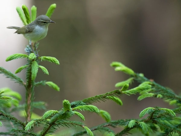 Idänuunilintu, Greenish Warbler, Phylloscopus trochiloides