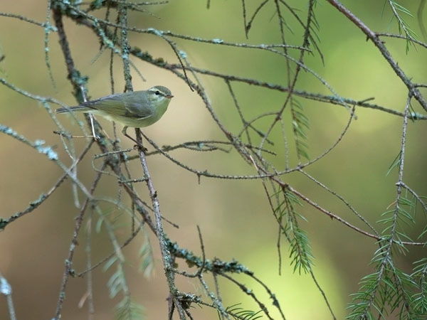 Idänuunilintu, Greenish Warbler, Phylloscopus trochiloides