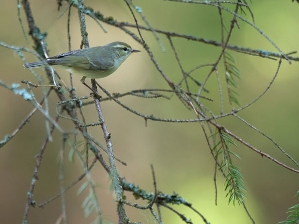 Idänuunilintu, Greenish Warbler, Phylloscopus trochiloides
