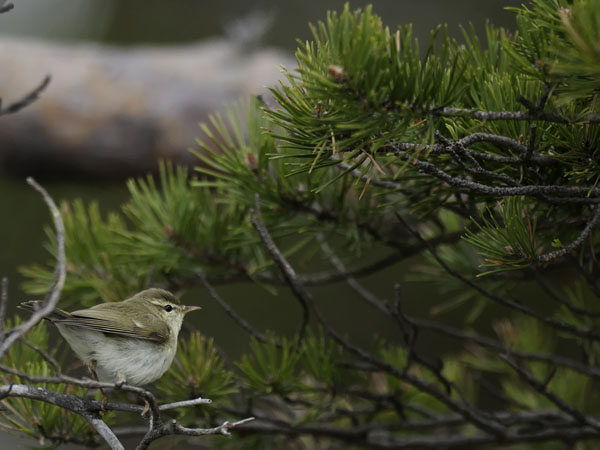 Idänuunilintu, Greenish Warbler, Phylloscopus trochiloides