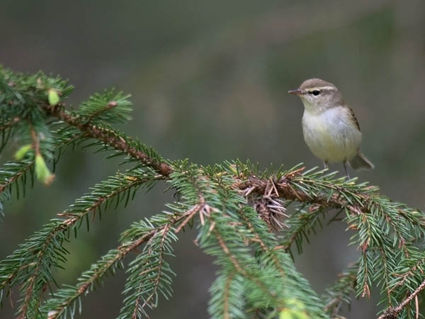 Idänuunilintu, Greenish Warbler, Phylloscopus trochiloides