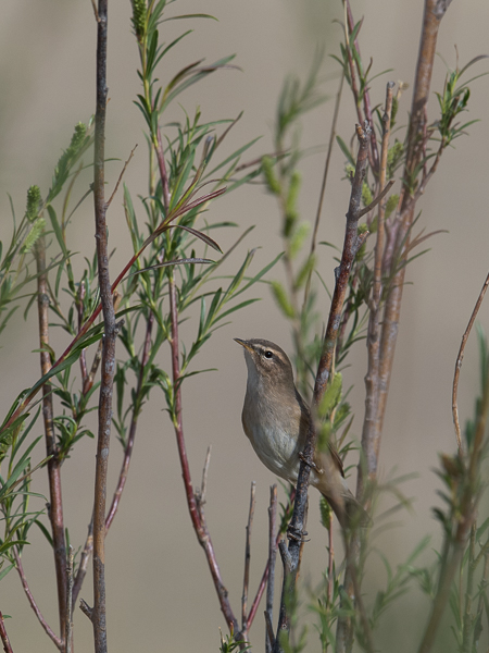 Ruskouunilintu, Dusky Warbler, Phylloscopus fuscatus