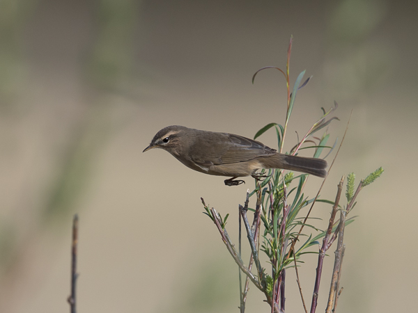 Ruskouunilintu, Dusky Warbler, Phylloscopus fuscatus