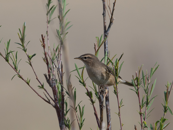 Ruskouunilintu, Dusky Warbler, Phylloscopus fuscatus