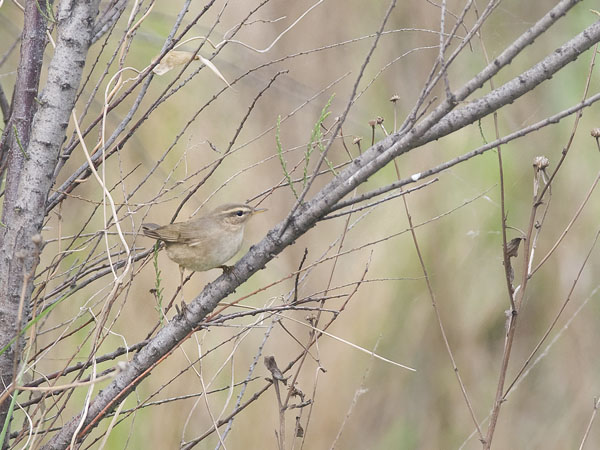 Ruskouunilintu, Dusky Warbler, Phylloscopus fuscatus
