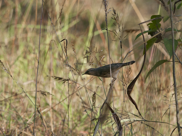 Ruskouunilintu, Dusky Warbler, Phylloscopus fuscatus