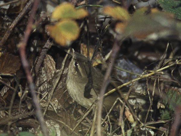 Ruskouunilintu, Dusky Warbler, Phylloscopus fuscatus