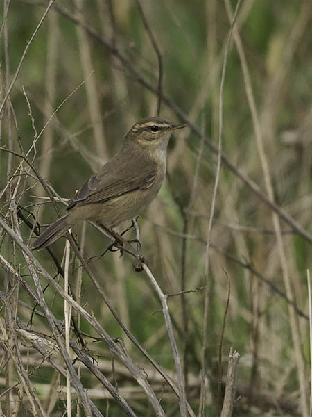 Ruskouunilintu, Dusky Warbler, Phylloscopus fuscatus