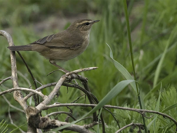 Ruskouunilintu, Dusky Warbler, Phylloscopus fuscatus