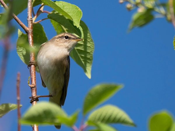 Ruskouunilintu, Dusky Warbler, Phylloscopus fuscatus