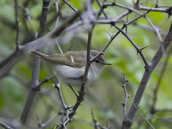 Kashmirinuunilintu, Hume's Leaf Warbler, Phylloscopus humei