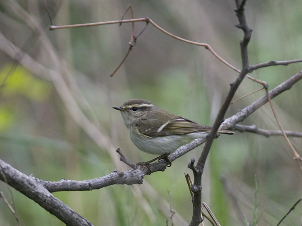 Kashmirinuunilintu, Hume's Leaf Warbler, Phylloscopus humei