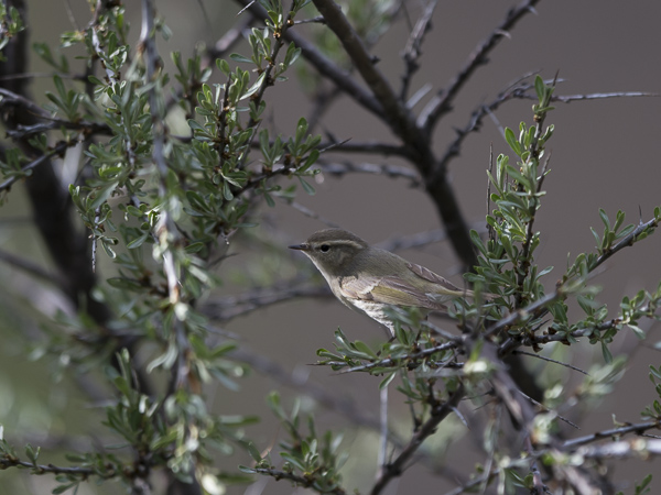 Kashmirinuunilintu, Hume's Leaf Warbler, Phylloscopus humei