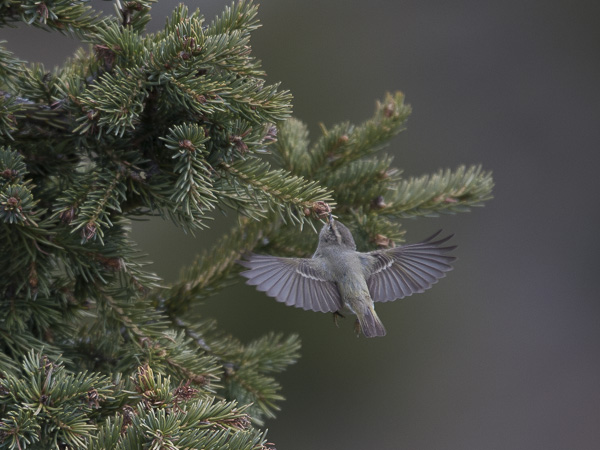 Kashmirinuunilintu, Hume's Leaf Warbler, Phylloscopus humei