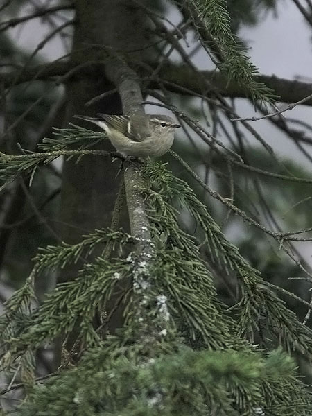 Kashmirinuunilintu, Hume's Leaf Warbler, Phylloscopus humei