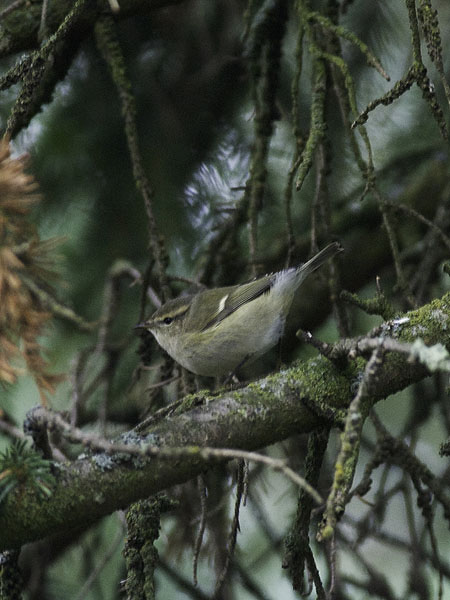 Kashmirinuunilintu, Hume's Leaf Warbler, Phylloscopus humei