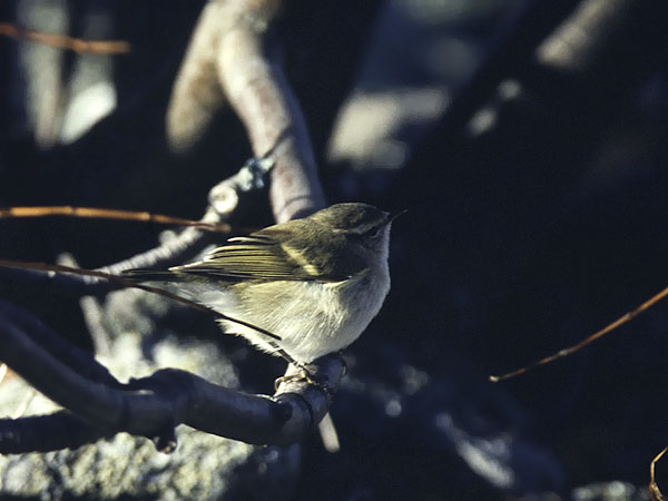 Kashmirinuunilintu, Hume's Leaf Warbler, Phylloscopus humei