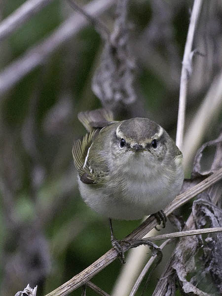 Kashmirinuunilintu, Hume's Leaf Warbler, Phylloscopus humei