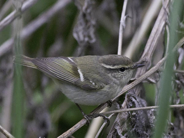 Kashmirinuunilintu, Hume's Leaf Warbler, Phylloscopus humei