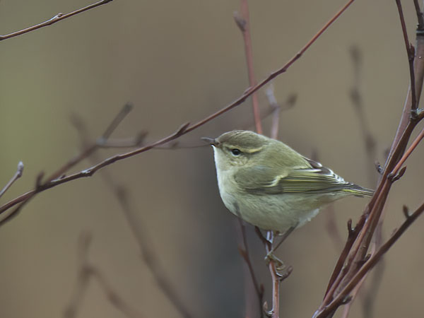 Kashmirinuunilintu, Hume's Leaf Warbler, Phylloscopus humei