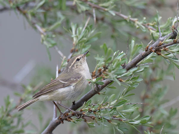 Kashmirinuunilintu, Hume's Leaf Warbler, Phylloscopus humei