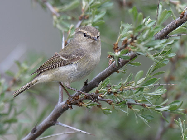 Kashmirinuunilintu, Hume's Leaf Warbler, Phylloscopus humei