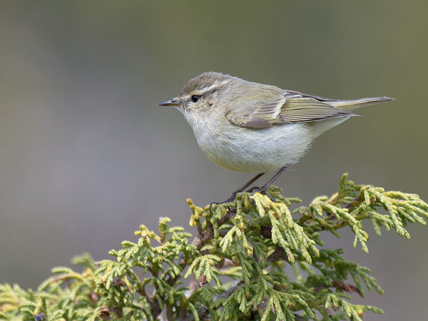 Kashmirinuunilintu, Hume's Leaf Warbler, Phylloscopus humei