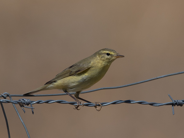 Iberiantiltaltti, Iberian Chiffchaff, Phylloscopus ibericus