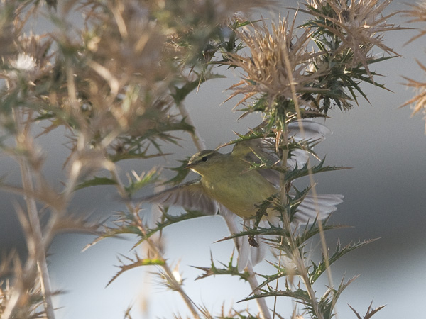 Iberiantiltaltti, Iberian Chiffchaff, Phylloscopus ibericus