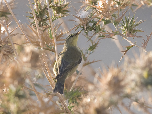 Iberiantiltaltti, Iberian Chiffchaff, Phylloscopus ibericus