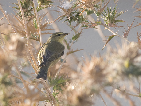 Iberiantiltaltti, Iberian Chiffchaff, Phylloscopus ibericus