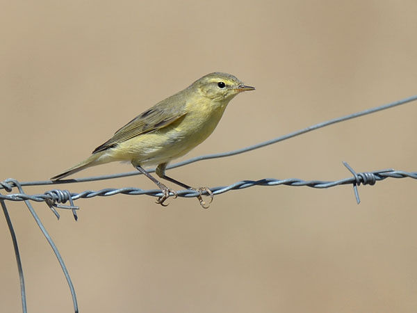 Iberiantiltaltti, Iberian Chiffchaff, Phylloscopus ibericus