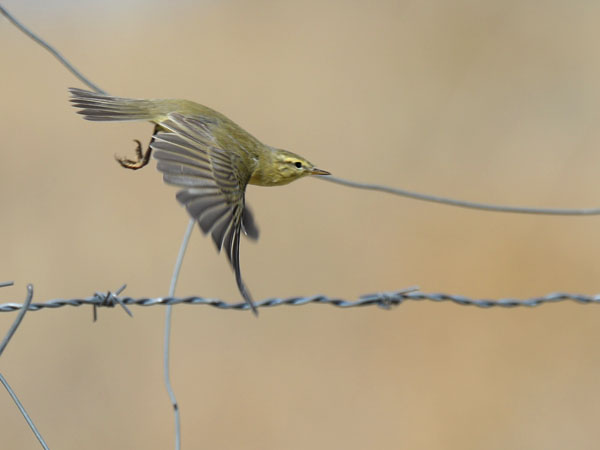 Iberiantiltaltti, Iberian Chiffchaff, Phylloscopus ibericus