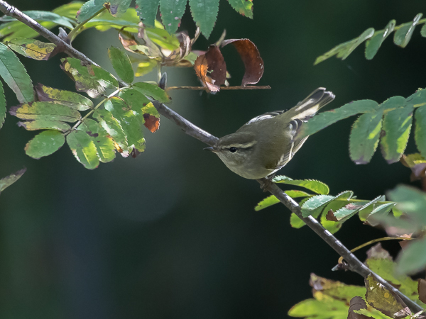Taigauunilintu, Yellow-browed Warbler, Phylloscopus inornatus