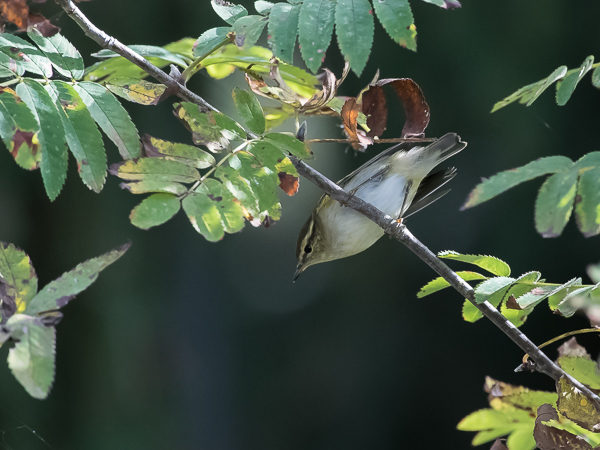 Taigauunilintu, Yellow-browed Warbler, Phylloscopus inornatus