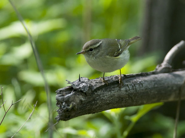 Taigauunilintu, Yellow-browed Warbler, Phylloscopus inornatus
